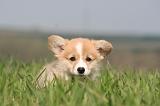 CORGI PEMBROKE 1220